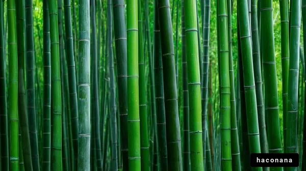 竹林の美しい風景