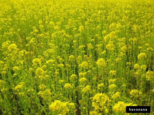 黄色い花が咲く風景