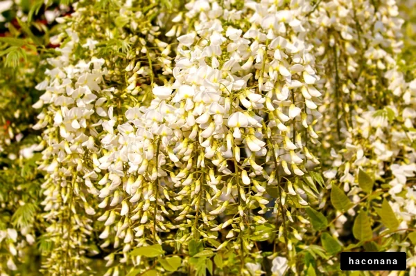 美しい白い花の房