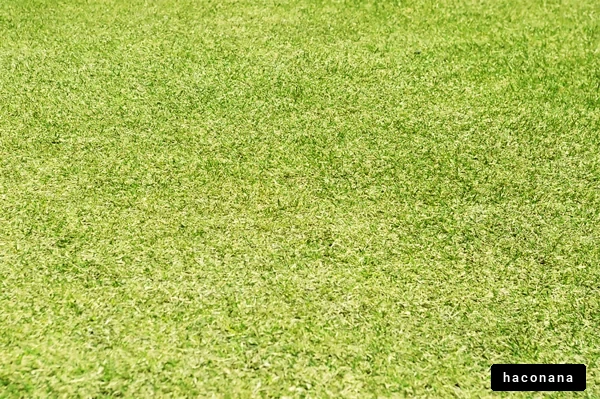 緑の芝生の風景