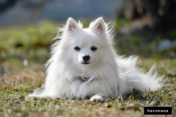 草の上でくつろぐ犬