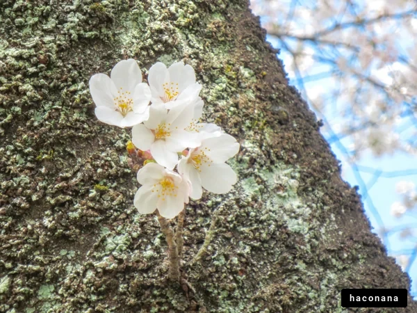 桜の花と樹皮の風景