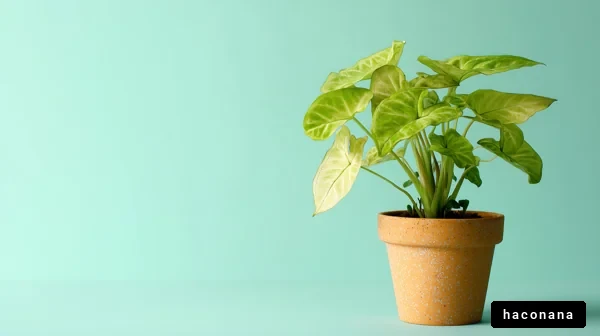 おしゃれな観葉植物の写真