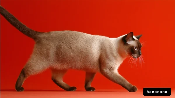 おしゃれな猫の横歩き