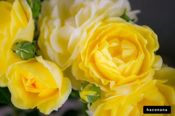 美しい黄色いバラのブーケ