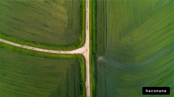 緑の田園風景の美しさ