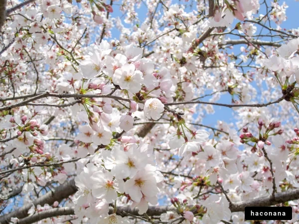 美しい桜の花びら