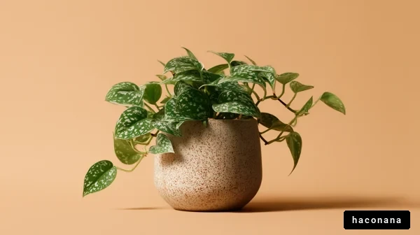 観葉植物の美しいディスプレイ