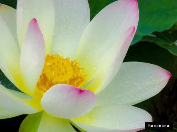 美しい蓮の花のアップ