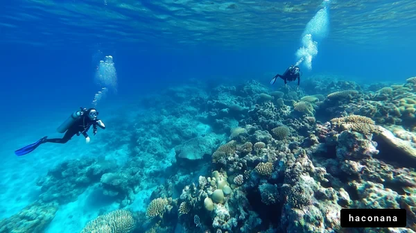 美しい海中のダイビング