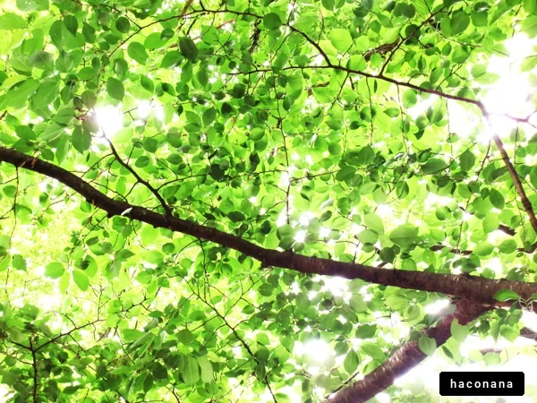 緑の葉と光の木々