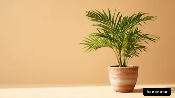 観葉植物のあるインテリア