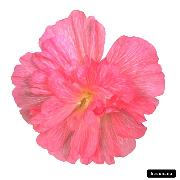 美しいピンクの花