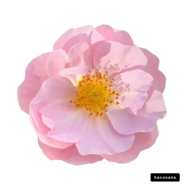 美しいピンクの花