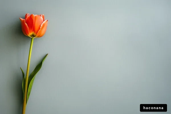 オレンジのチューリップ