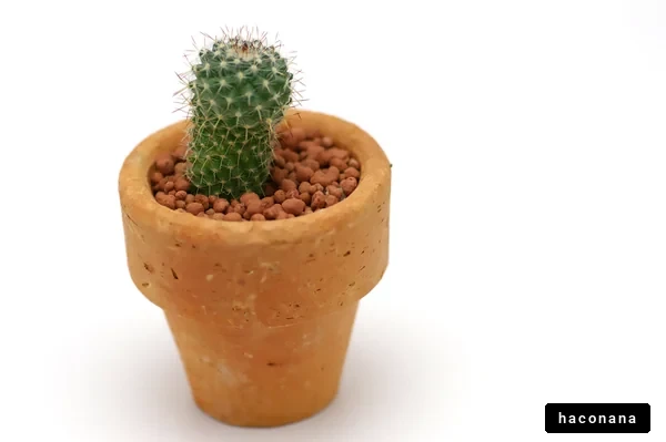 小さなサボテンの鉢植え