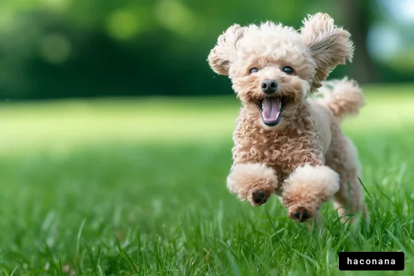 楽しそうに走る犬