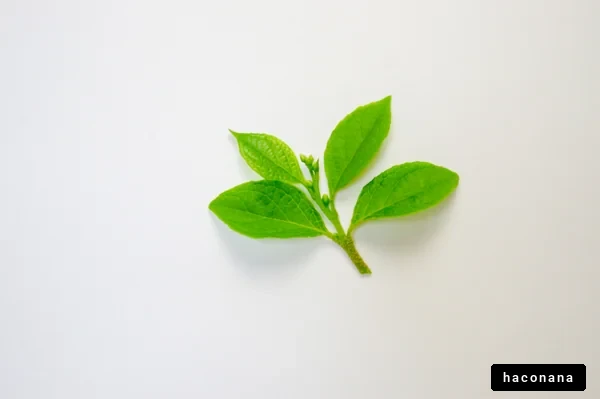 新鮮な緑の葉っぱ