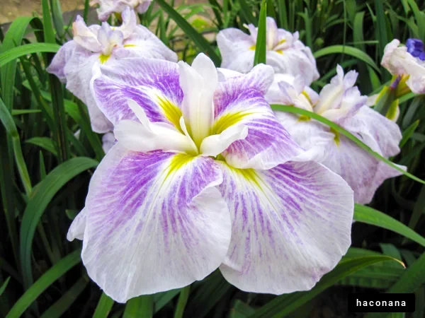 美しい紫色の花