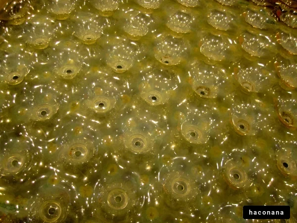 水面のきらめき