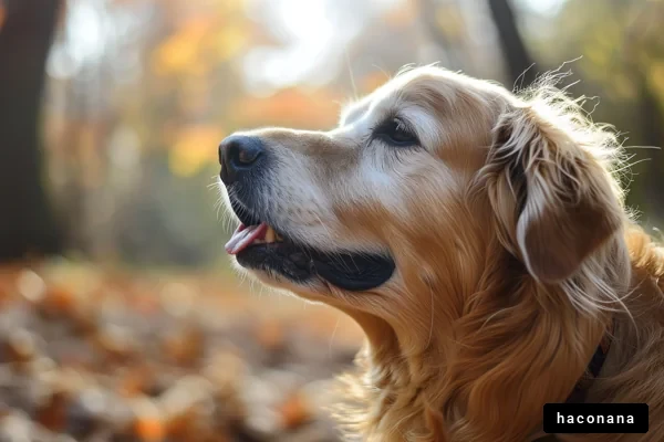 秋の森にいる犬の横顔