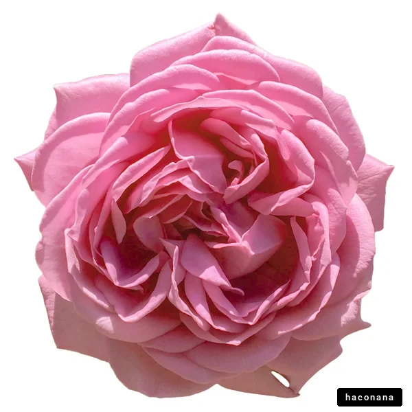 美しいピンクのバラの花