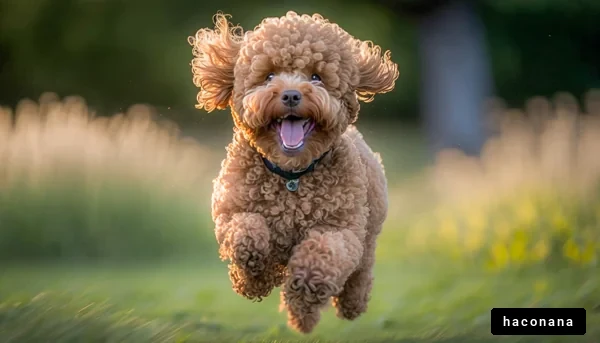 楽しそうに走る犬