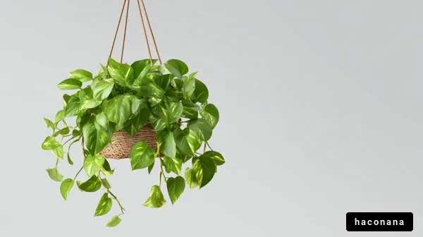 ハンギングプランツの魅力