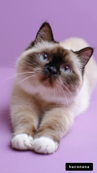 かわいい猫のポートレイト