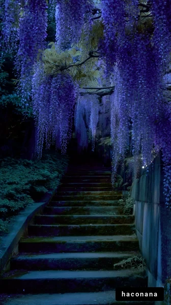 幻想的な藤のトンネル