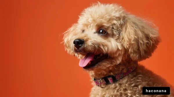 可愛い犬と明るい背景