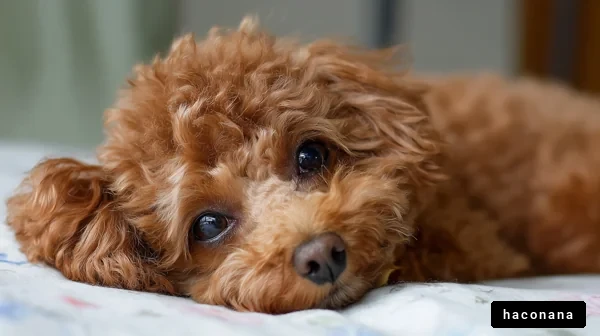 リラックスする犬の表情