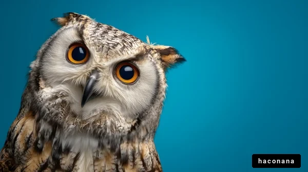 可愛らしいフクロウの表情