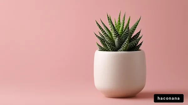 美しい観葉植物の展示