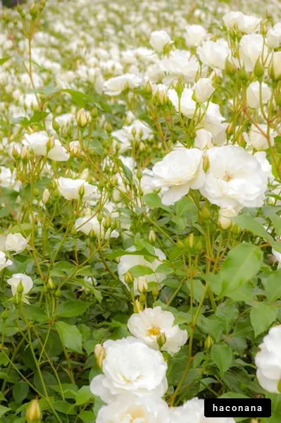白い花々の美しい風景