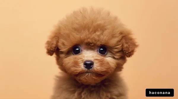 かわいい犬の子犬