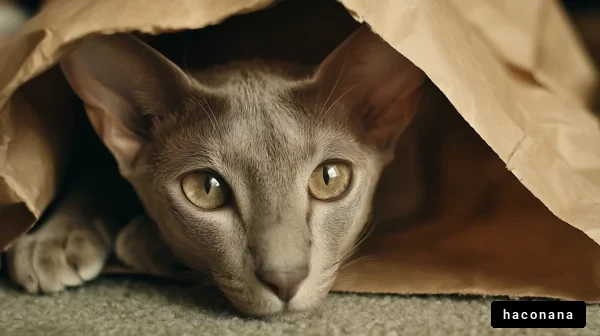 紙袋に隠れた猫