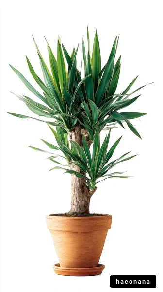 観葉植物の美しさ