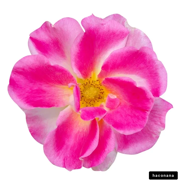 鮮やかなピンクの花