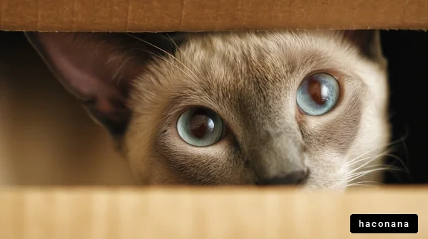 箱から覗く猫の目