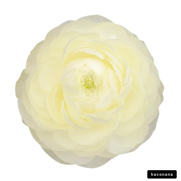 美しいクリーム色の花