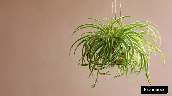 吊るされた植物の魅力