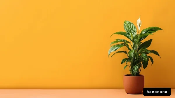 明るい壁と観葉植物