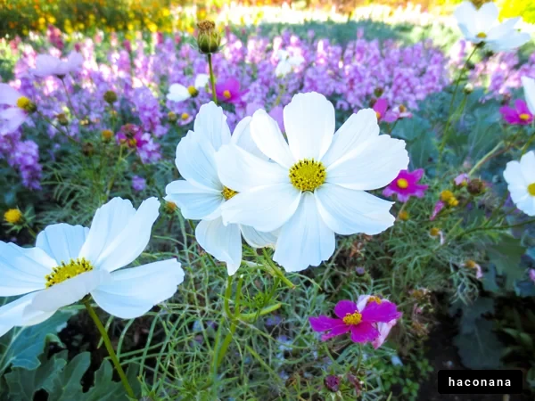 色とりどりの花畑