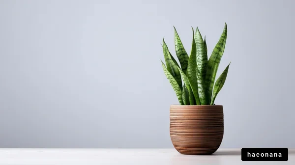 シンプルな観葉植物の装飾