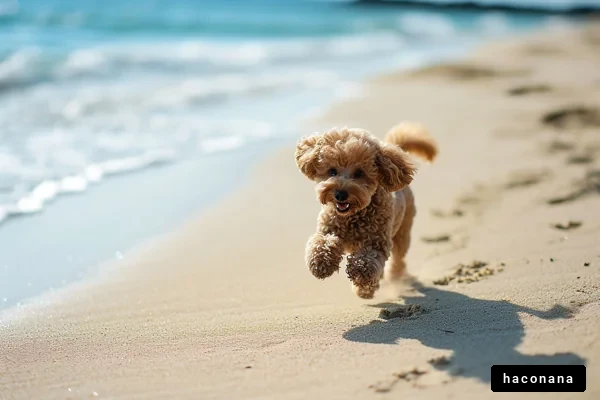 ビーチで楽しむ犬