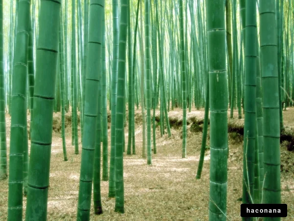 涼しげな竹林の風景