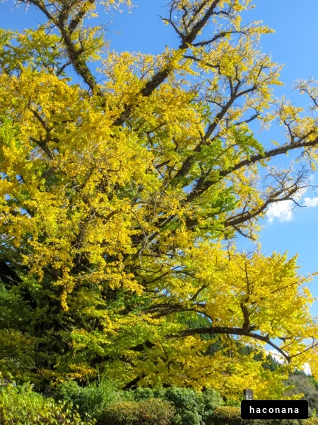 黄金のイチョウの木