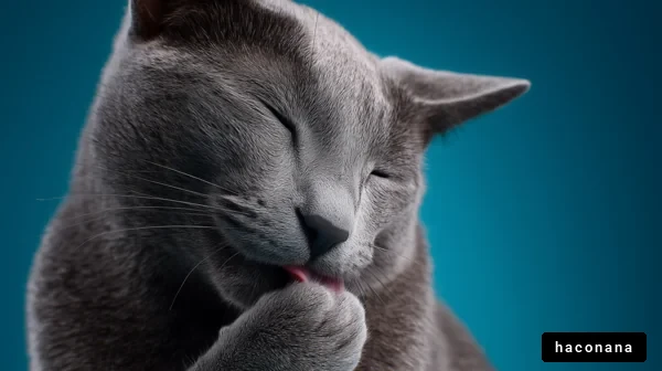 可愛いグレーの猫