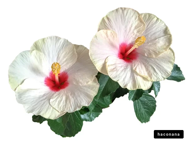 美しいハイビスカスの花